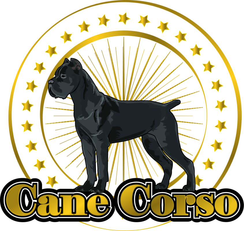Cane Corso Puppies
