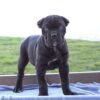 male Cane Corso for sale