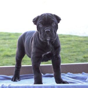 male Cane Corso for sale