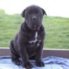 Female Cane Corso Near Me