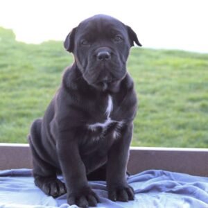 Female Cane Corso Near Me