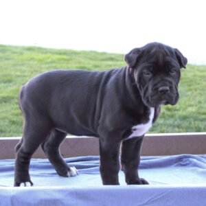 Amelia - Female - Cane Corso