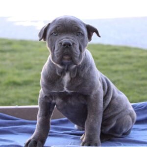 Female Cane Corso puppies for sale