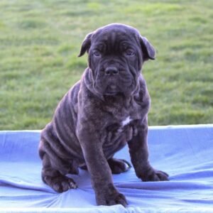 Ava - Female - Cane Corso