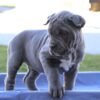 female Cane Corso puppy for sale