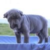Male Cane Corso Puppy for Sale