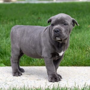 Male Cane Corso for Sale