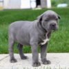 Cane Corso Mastiff puppies for sale