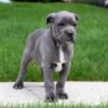 Cane Corso Puppy for Sale Near Me