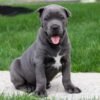 Cane Corso puppies for sale