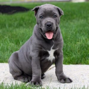 Cane Corso puppies for sale