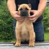 Cane Corso puppies for sale near me