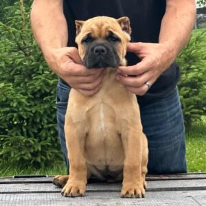 Cane Corso puppies for sale near me