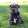 Cane Corso puppy for sale