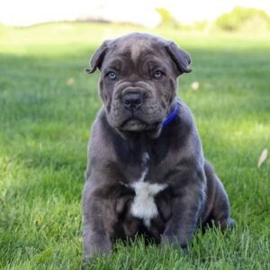 Cane Corso puppy for sale