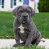 Cane Corso puppies for sale