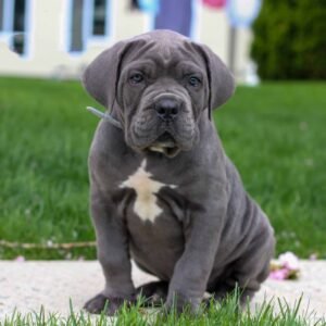 Cane Corso puppies for sale
