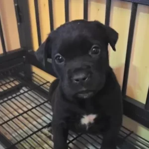 Female Cane Corso