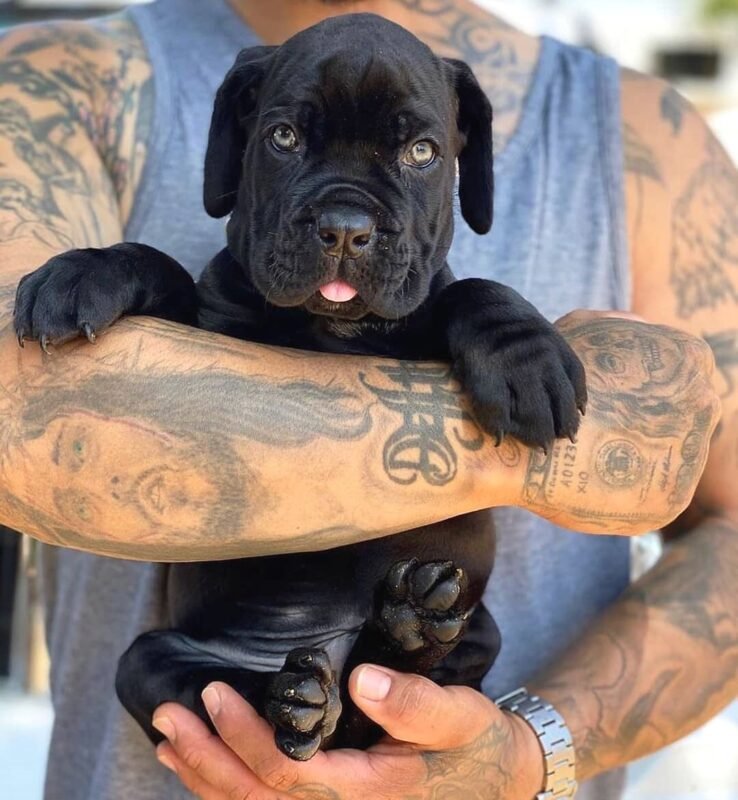 Cane Corso puppies for sale